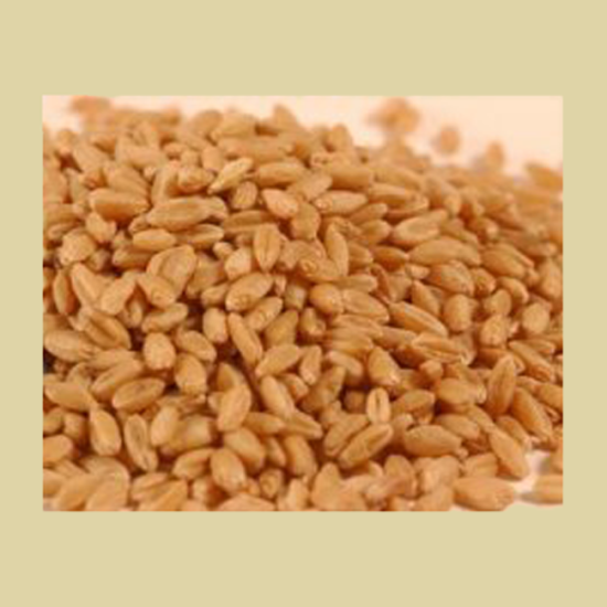 Prairie Gold Hard White Spring Wheat - Wheat Montana (50 Pounds) - Click Image to Close